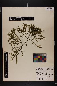 Codium isthmocladum image